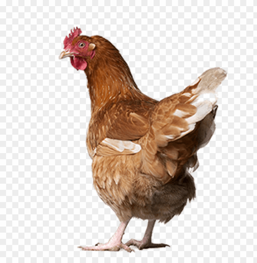 broiler chicken png, broiler,chicken,png