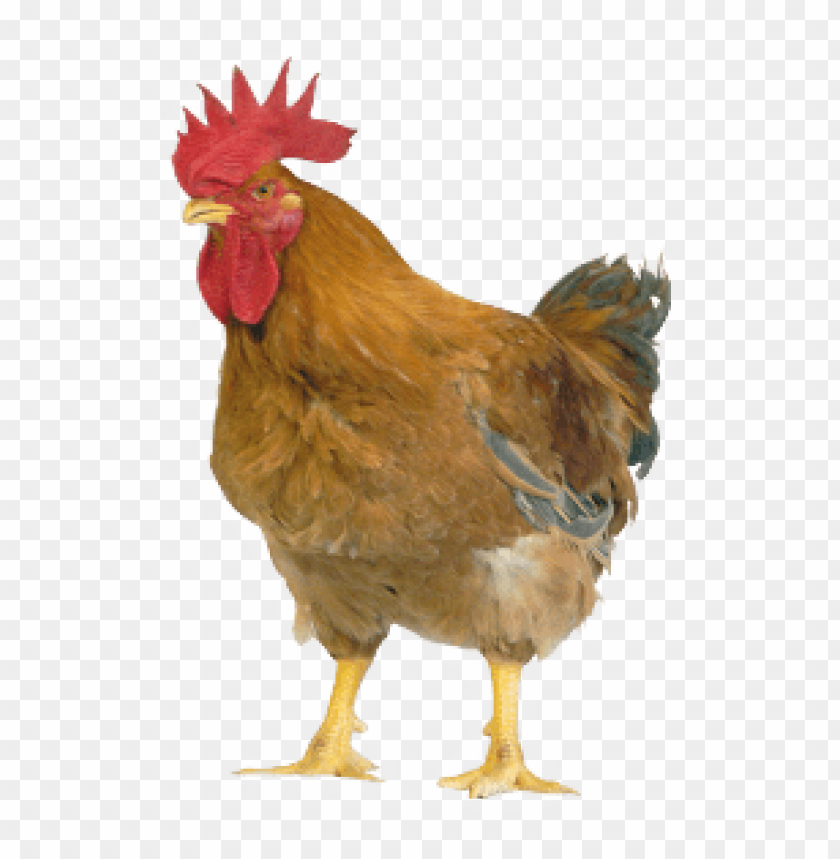 broiler chicken png, broiler,chicken,png