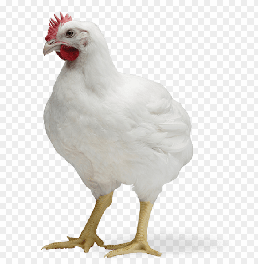 broiler chicken png, broiler,chicken,png