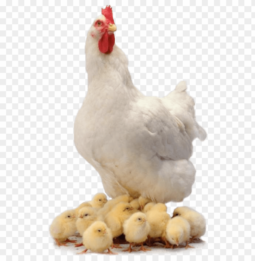 broiler chicken png, broiler,chicken,png