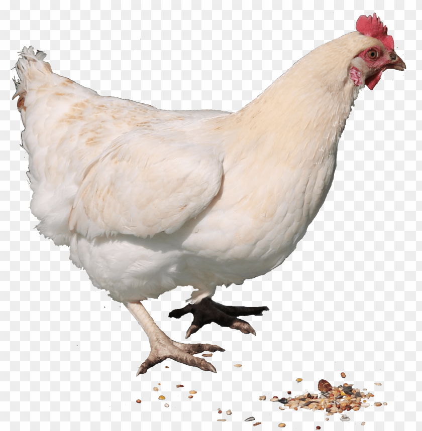 broiler chicken png, broiler,chicken,png