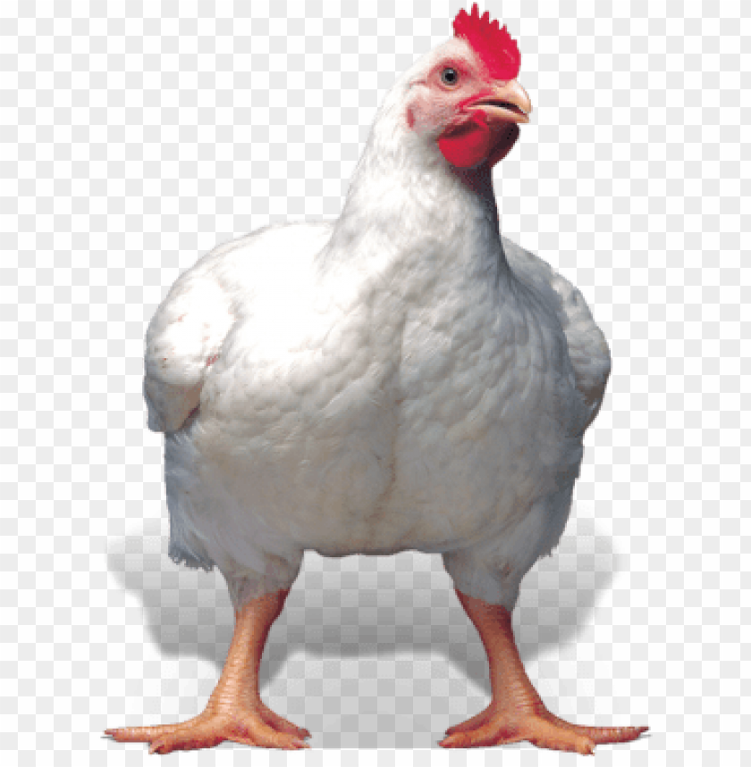 broiler chicken png, broiler,chicken,png