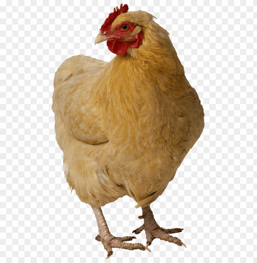 broiler chicken png, png,chicken,broiler