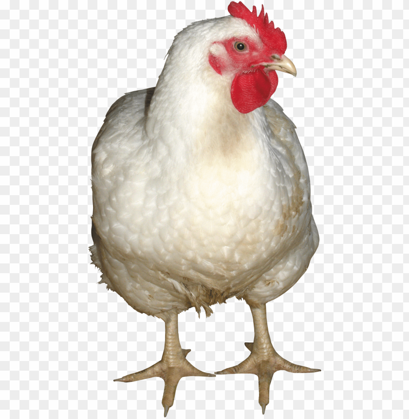 broiler chicken png, png,chicken,broiler