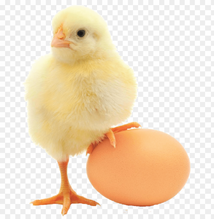 broiler chicken png, png,chicken,broiler