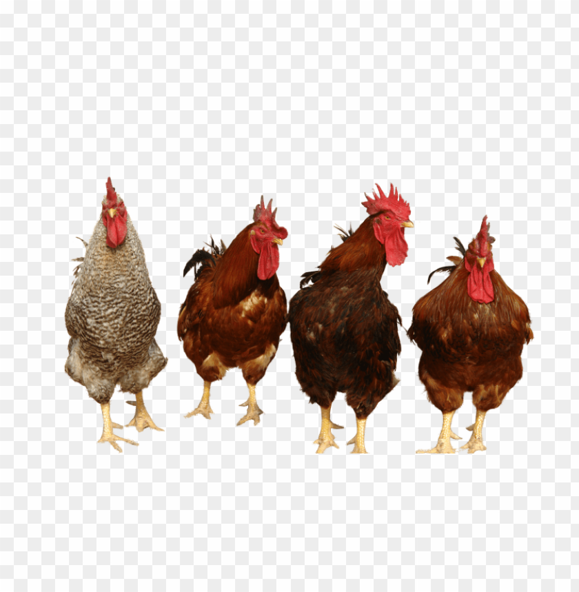 broiler chicken png, png,chicken,broiler