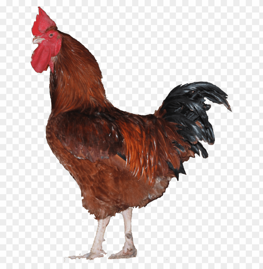 broiler chicken png, png,chicken,broiler