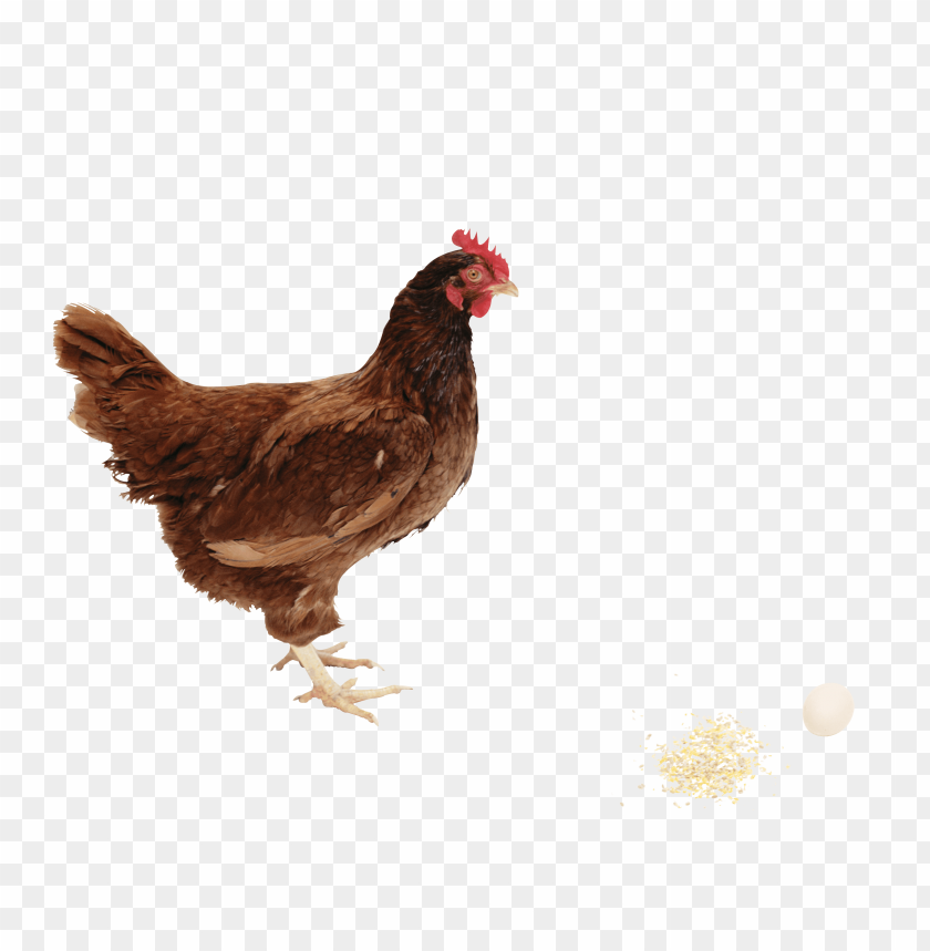 broiler chicken png, png,chicken,broiler