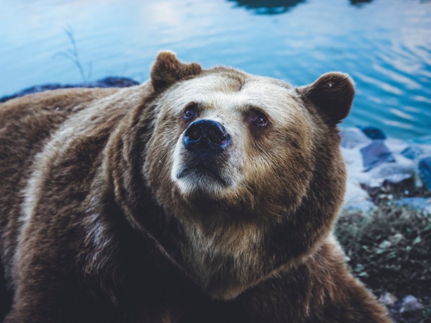 brown bear, bear, sight, fur