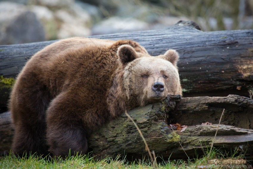 Brown Bear Lies Logs Wallpaper PNG Transparent Background