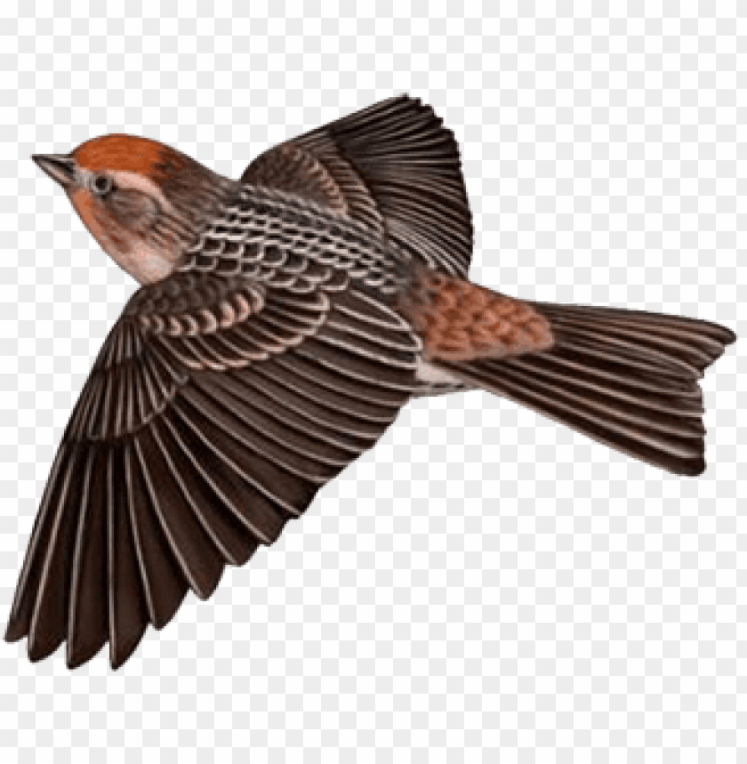 birds png ,bird