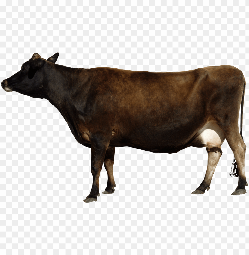 Cattle, Dairy, Beef, Livestock, Farming