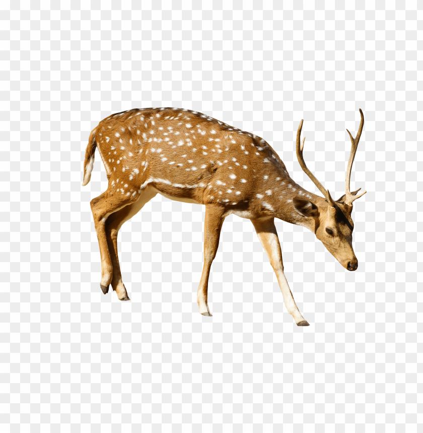 Deer, Wildlife, Nature, Mammals, Habitat