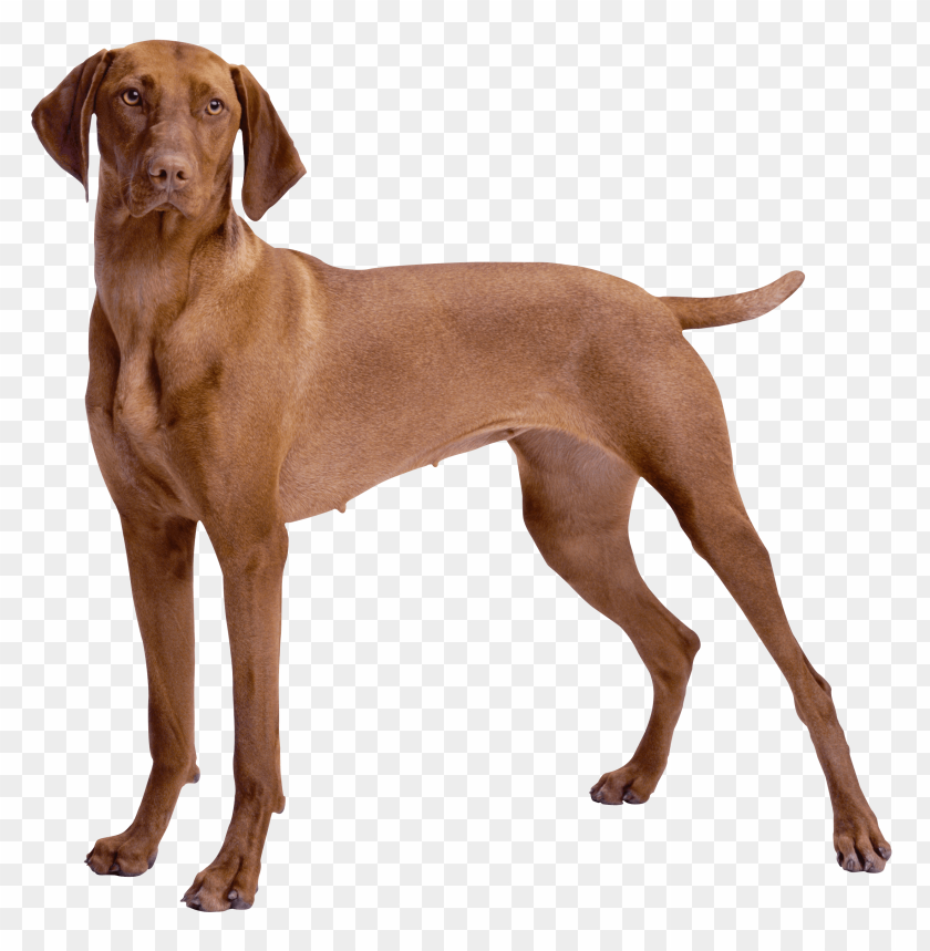 brown, dog