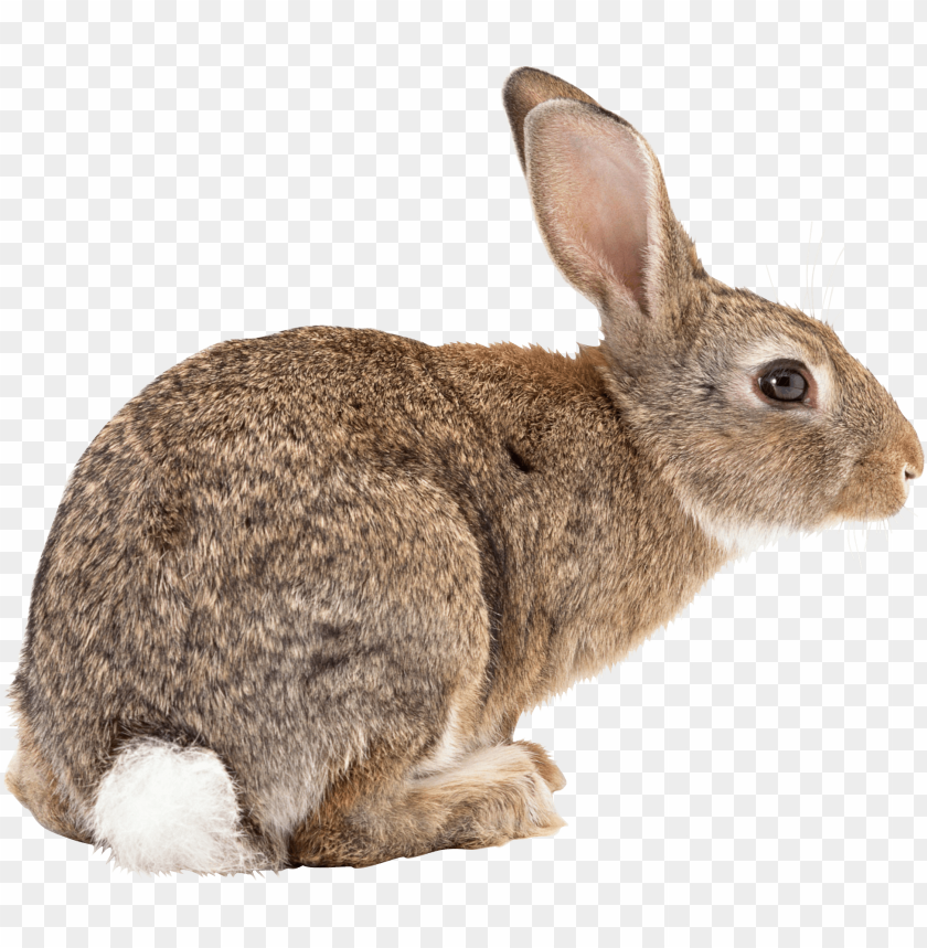 
rabbit
, 
cute
, 
brown
, 
white
, 
fur
, 
friendly
, 
pet
