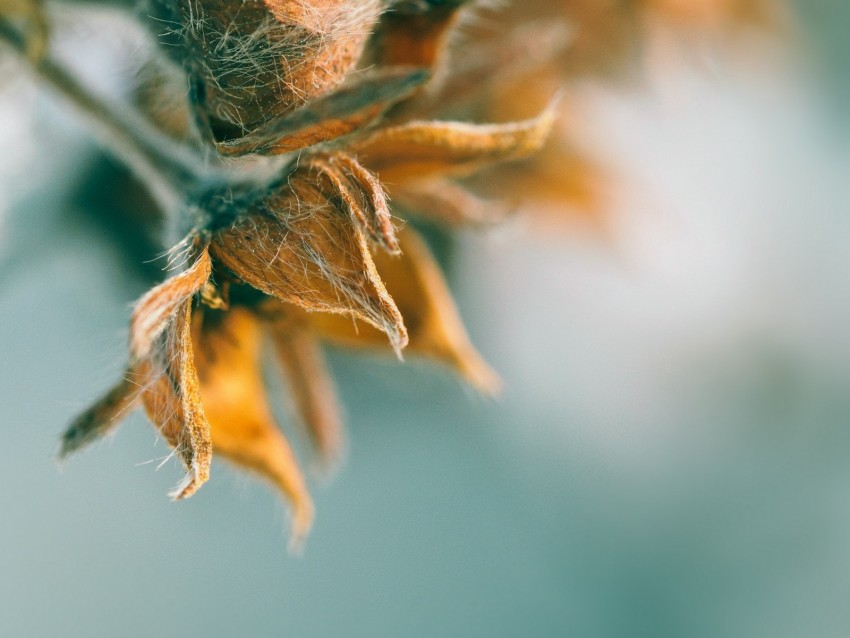 bud, dry, plant, hairs, petals, macro