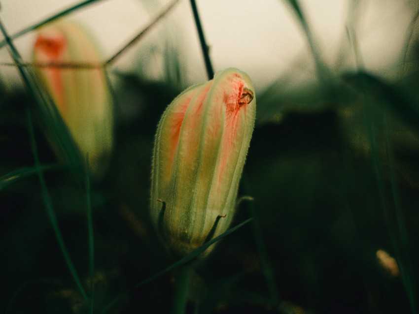 bud, plant, grass, macro