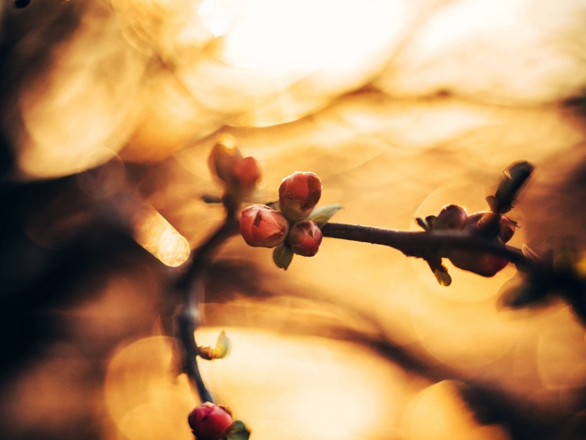 buds, spring, branch, macro, blur, glare, bokeh