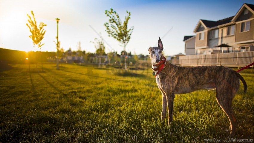 greyhound, dog, pet, grass, outdoor, sunset, green trees