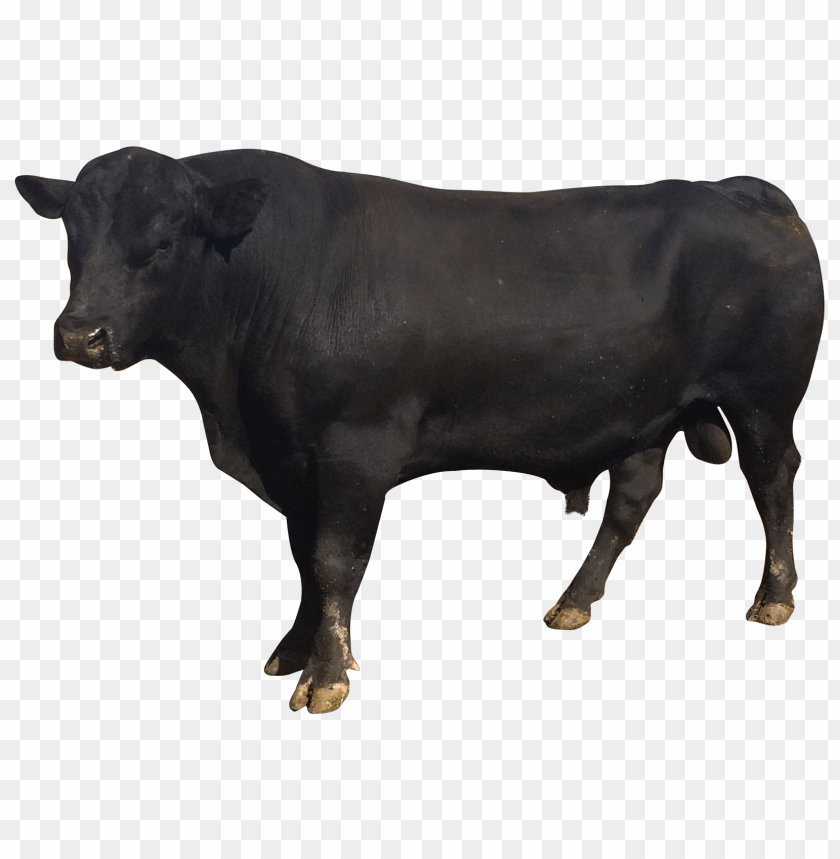 Black bull PNG, farm animal, strong, standing