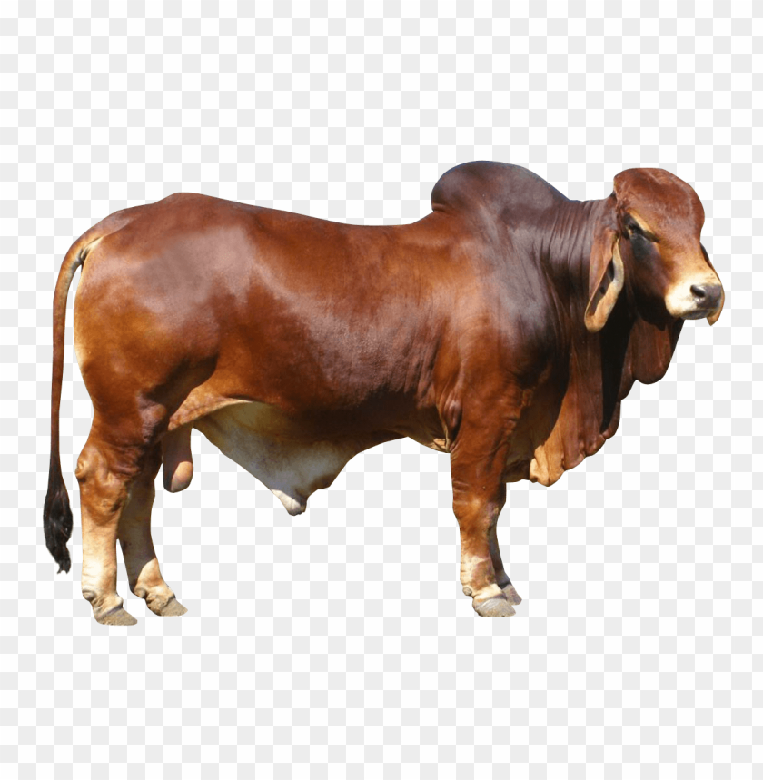 Bull PNG, strong, standing, farm animal