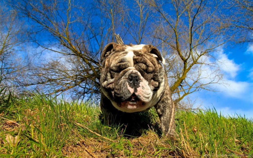 Bulldog Dog Eyes Grass Wallpaper PNG Transparent Background