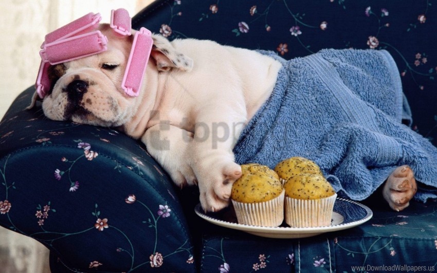 dog, puppy, relaxing pet, cozy sofa, cupcakes, yellow muffins, cute animal