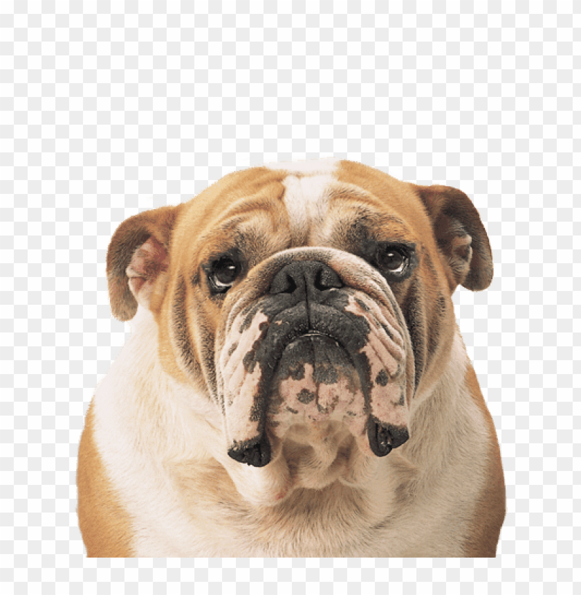 animals, dogs, bulldog face, 