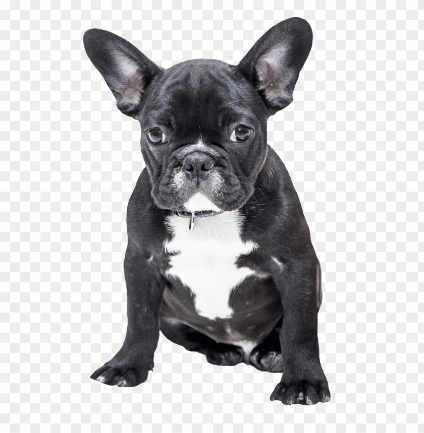 bulldog png,french bulldog png,bulldog,bulldogs png all,1280px,bulldog track wikipedia,:crestline bulldog.png