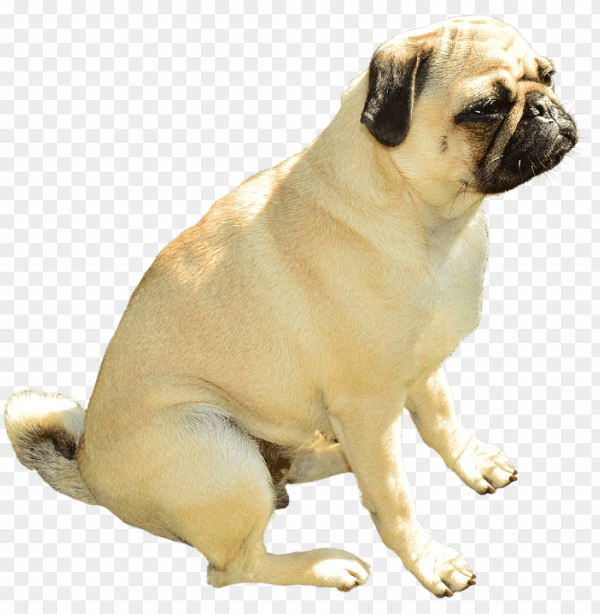 dog, pug, pet, animal, cute, sitting, loyalty