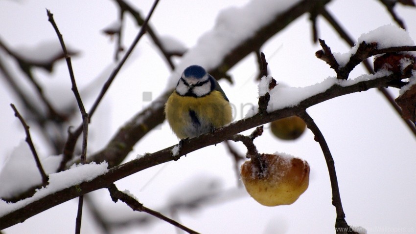 Bullfinch Snow Twig Winter Wallpaper PNG Transparent Background