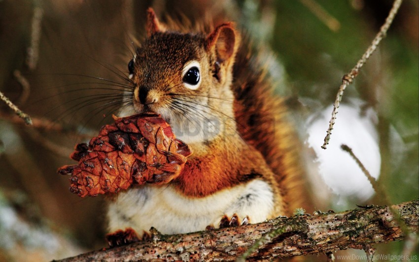 Bump Food Nut Squirrel Wallpaper PNG Transparent Background