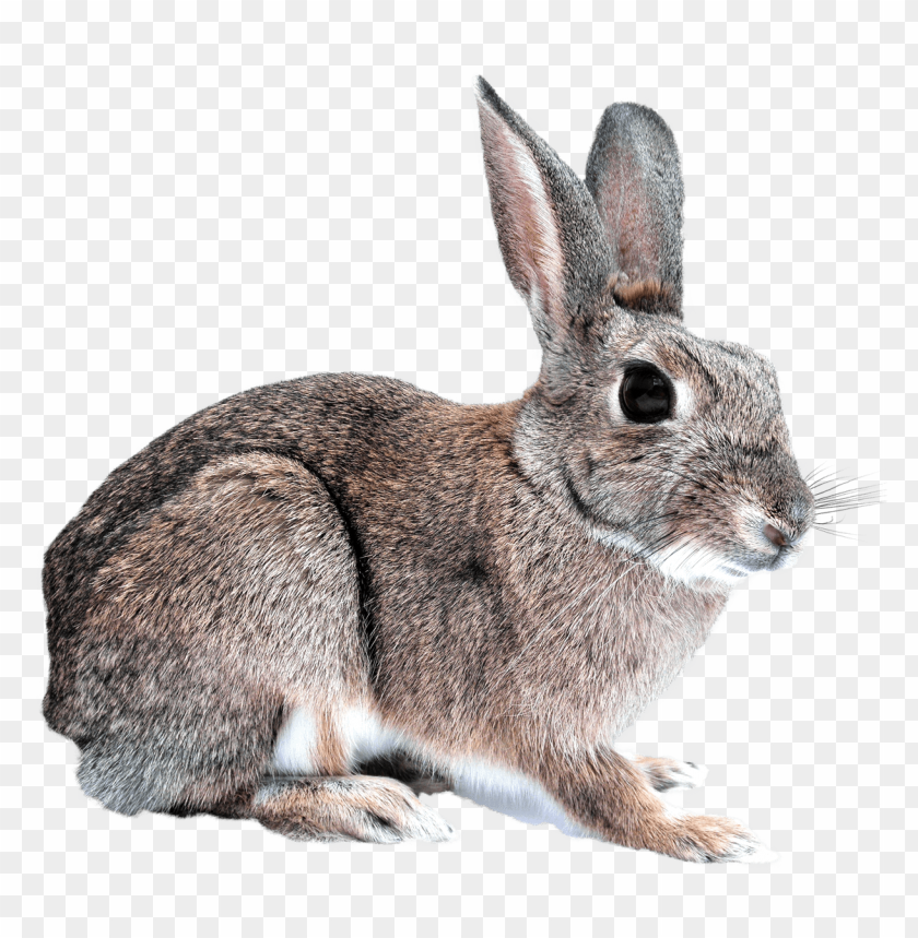 Grey rabbit PNG, small, fluffy, sitting