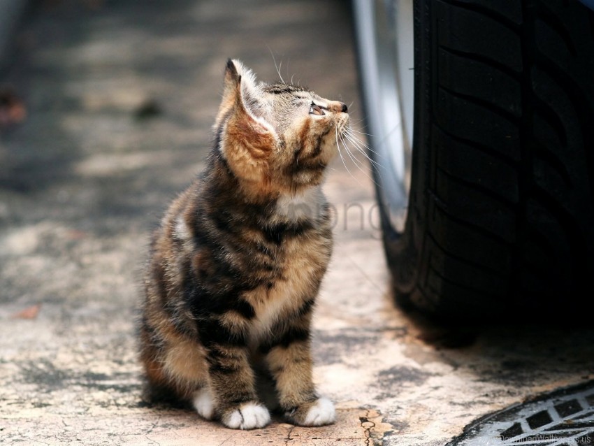 kitten, pet, tabby cat, fur, animal, nature, outdoors