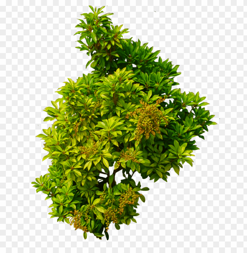 shrub, green leaves, foliage, nature, garden plant, outdoor greenery, botanical