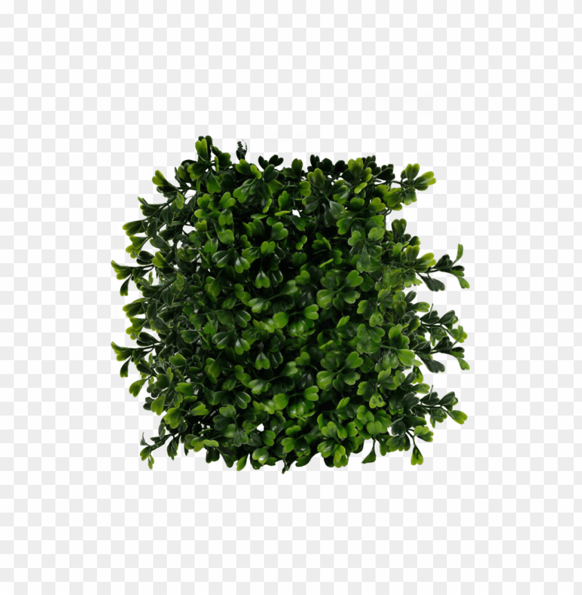 green leaves, foliage, plant texture, natural decor, small leaves, vibrant greenery, organic material