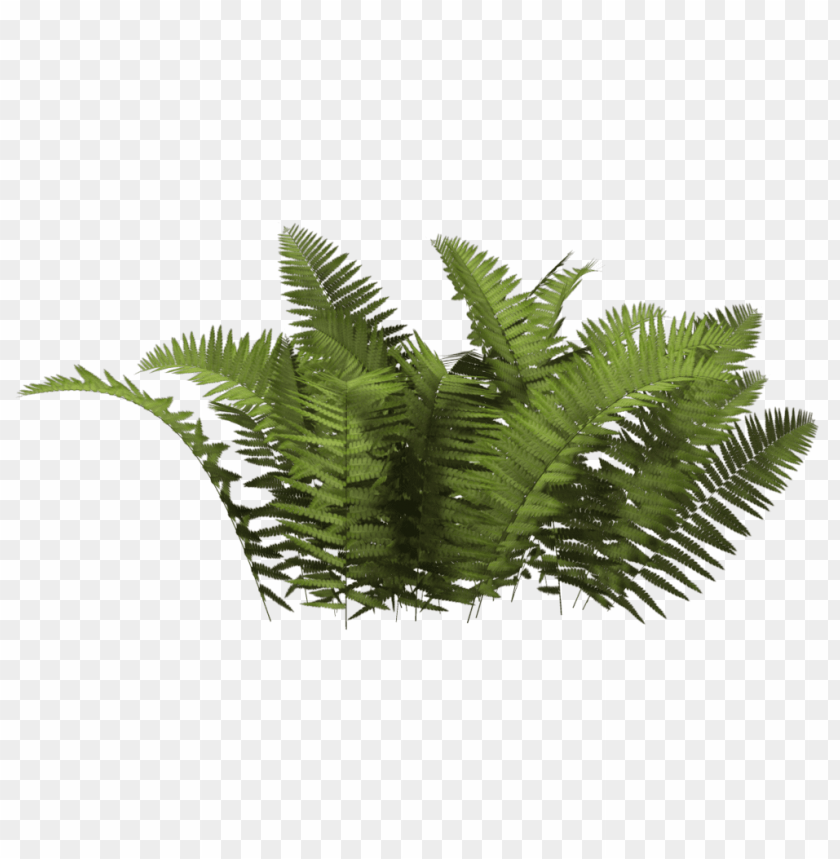 fern, green plant, foliage, tropical greenery, houseplant, natural decoration, vibrant leaves