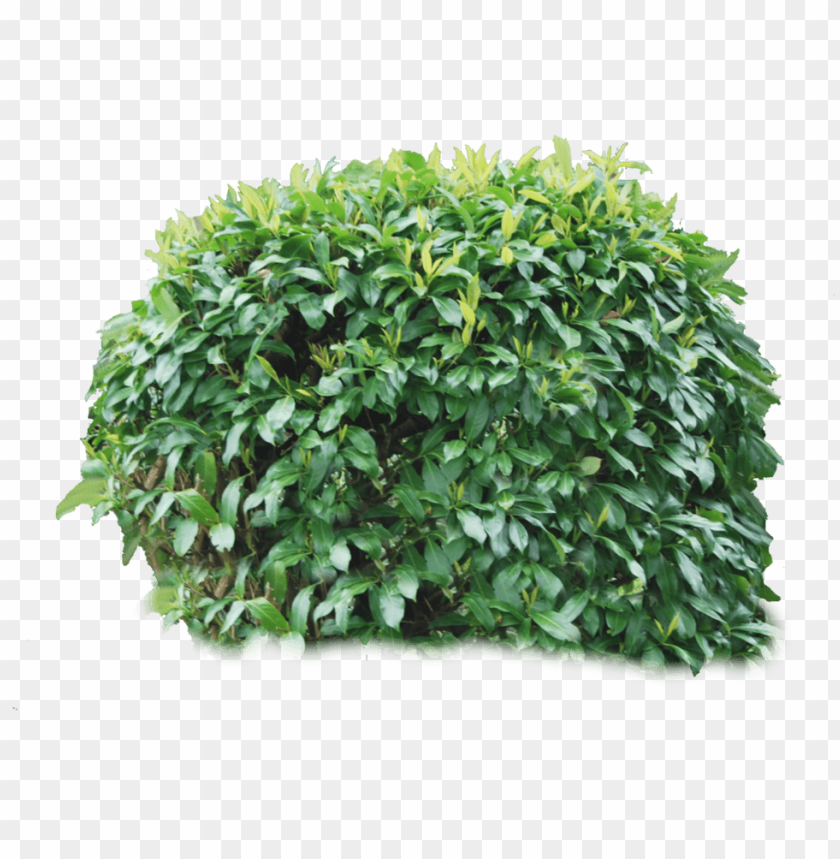 
bush
, 
plant
, 
shrub
, 
trees
