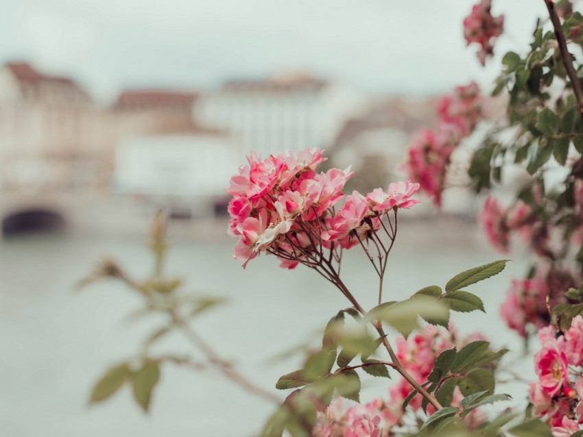 bush, flowers, pink, bloom, plant