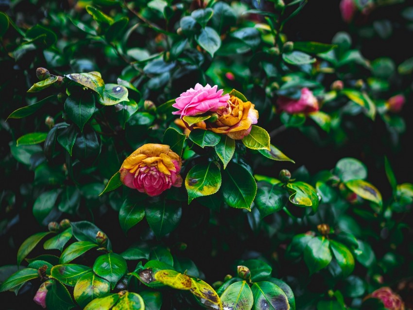 bush, flowers, pink, green, bloom, garden