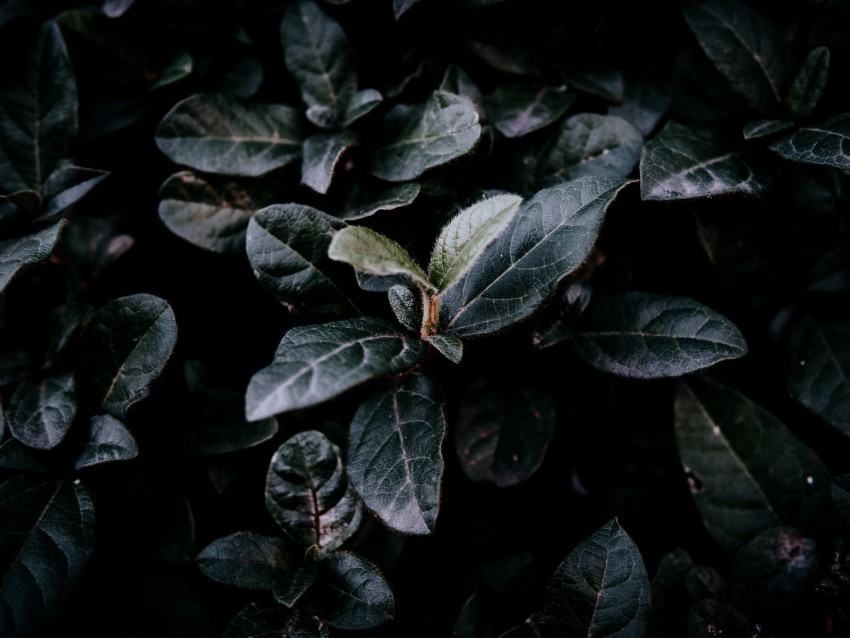 bush, foliage, dark, branches, leaves