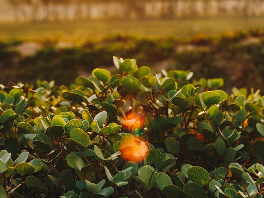 bush, leaves, glare, plant, nature