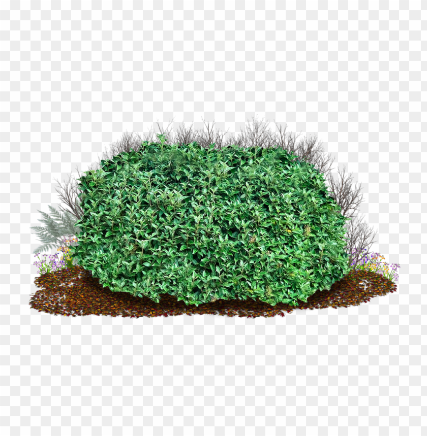 
grass
, 
bush
, 
plant
, 
nature
, 
green
