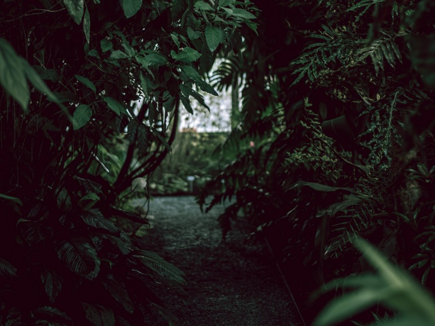 Bushes Path Garden Plants Green Background