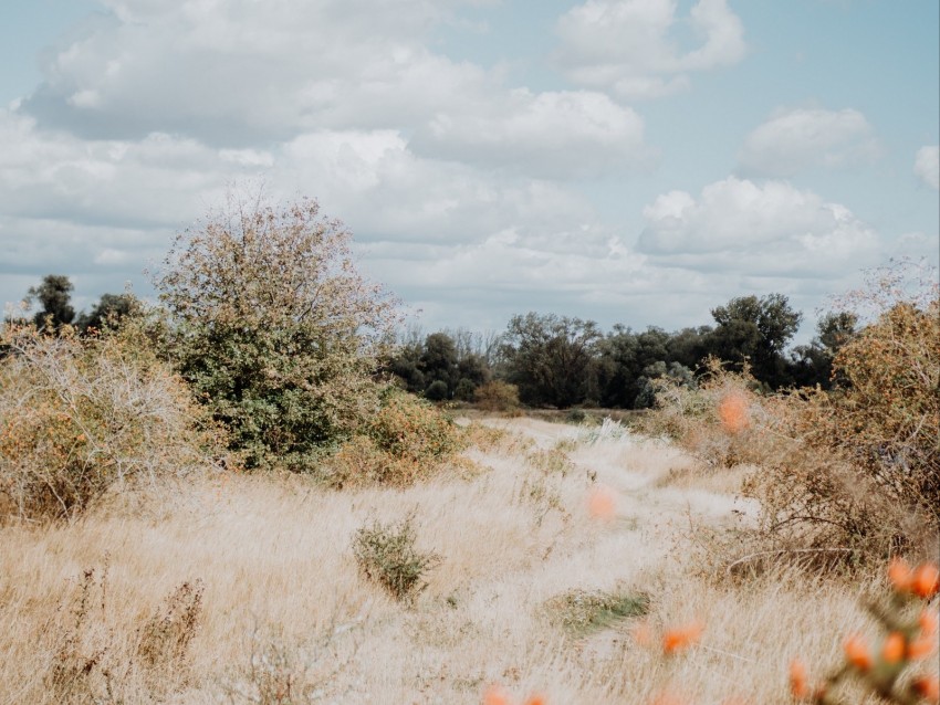 Bushes Trees Grass Dry Landscape Background