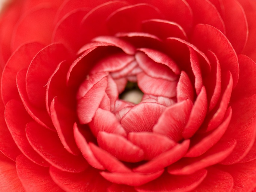 buttercup, bud, petals, macro