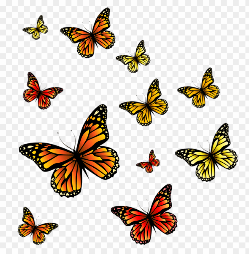 butterflies ,butterfly ,moth ,tortoiseshell