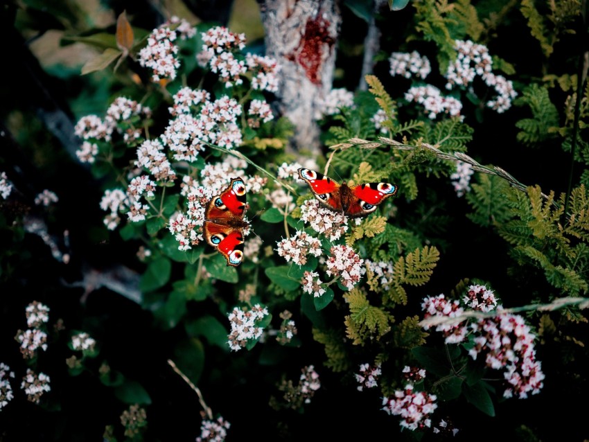 butterflies, flowers, patterns, summer, blur