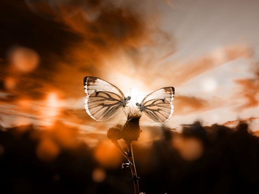 butterflies, sky, plant, twilight, backlight, romantic