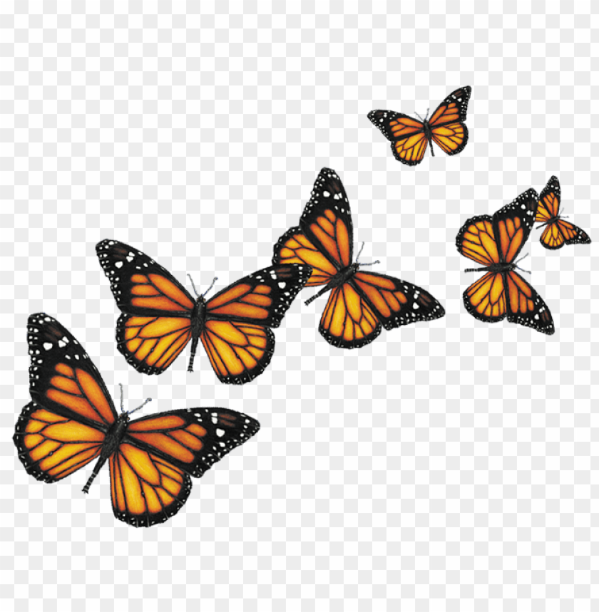 butterfly,animals